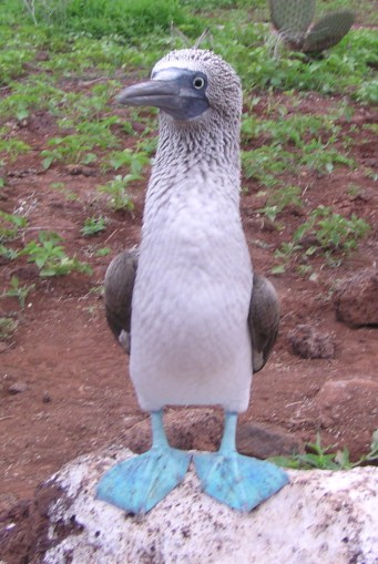 Depression Tip #142 - Look at pictures of funny animals, such as platypuses or blue-footed boobies.