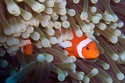 Creative collaboration is symbiotic, like clownfish and anemones. Wait, this is a terrible metaphor. Never mind.